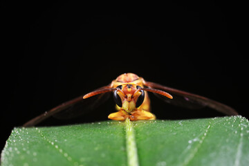Wasps live on wild plants in North China