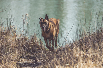 Malinois läuft, im Hintergrund sieht man einen Fluss oder See. Querformat.