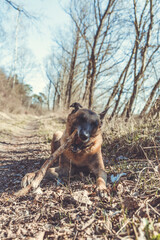 Malinois liegt auf einem Waldweg und hat ein St&uuml;ck Holz im Maul. Hochformat