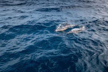 pair of dolphins in the pacific ocean