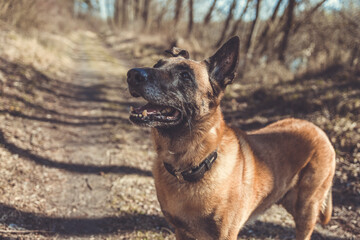 Malinois Schäferhund Portrait, Hund schaut nach oben und hat den Fang offen. Querformat