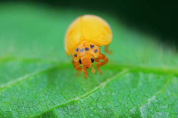 The newly emerged Ladybug perches on the weeds