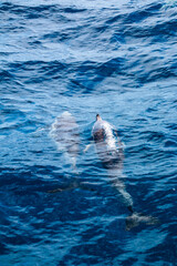 pair of dolphins surfacing