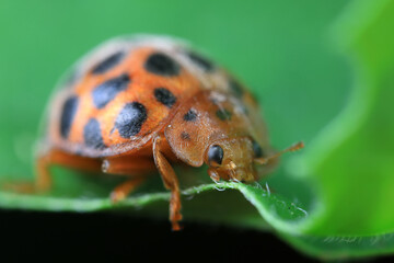 Ladybirds live on weeds in the North China Plain