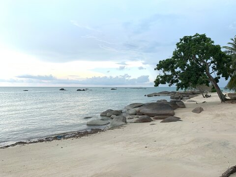 White sand coast and the shade tree