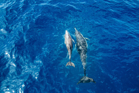 baby and adult dolphin in the pacific ocean