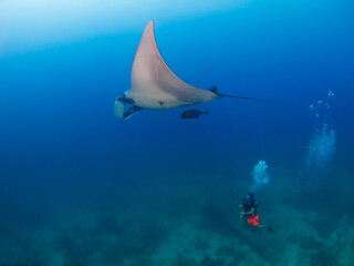 Oceanic manta ray and diver in a coral reef (Koh Tachai, Similan, Thailand)