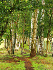 Path through silver birch trees in Skipwith Common National Nature Reserve, North Yorkshire, England