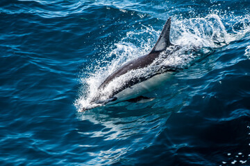 dolphin surfing a wave © Seppo