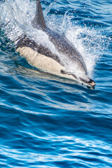 Fototapeta premium dolphin in the water