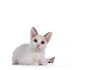 Two cute LaPerm cat kittens, one laying down and one photobomb from behind edge. Looking to lens with blue eyes. Isolated on white background.