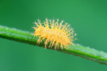 Ladybug larvae live on weeds