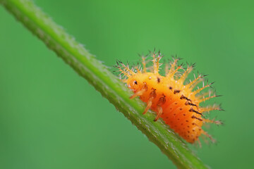 Ladybug larvae live on weeds