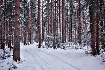 travel to canada winter forest landscape, seasonal view, panorama in the forest covered with snow