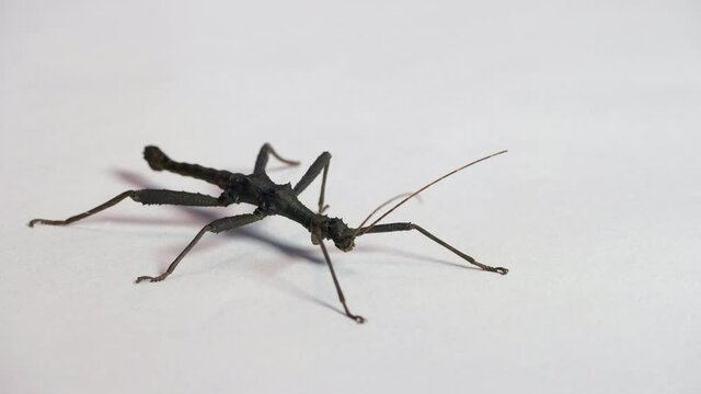 Studio shot of an adult male of Trachyaretaon brueckneri, commonly known as Giant Thorny Stick Insect. Tropical insect, phasmid from the Philippines on white background. Copy space