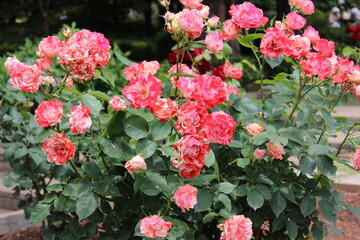 薔薇(相模原北公園）