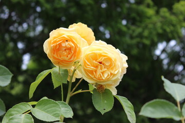 薔薇(相模原北公園）