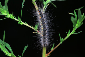 The larvae of moths are covered with bristles and look terrible