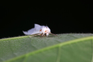 Moths on leaves in nature, North China Plain