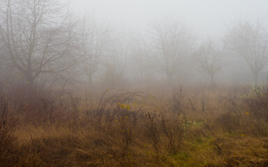 Obraz na płótnie Canvas Fog in the garden, wild plants, foggy trees in background