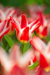 Naklejka premium やさしい光