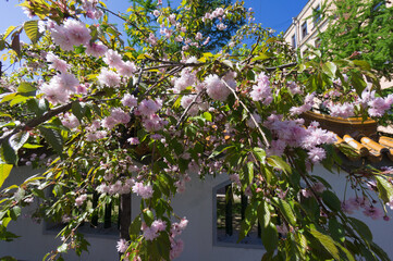 Fototapeta na wymiar Blooming pink sakura in spring.