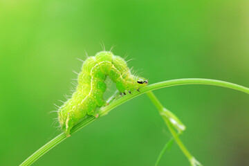 Helicoverpa armigera larvae on green plants, North China