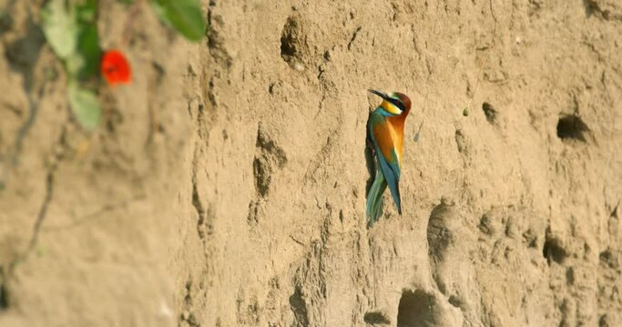 The European bee-eater from on the breeding colony on the steep banks of the Drava River