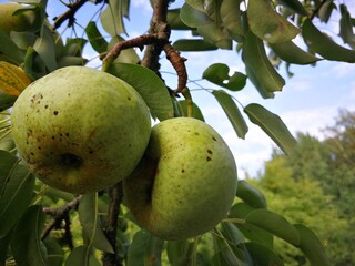 Riped green apples on the tree