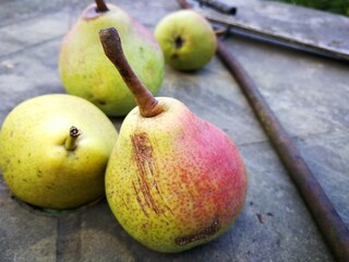 Yellow and pinkish pears on the wooden background
