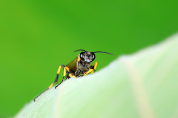 mud dauber live on green leaves