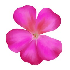 Obraz premium ゼラニウム 線画なし