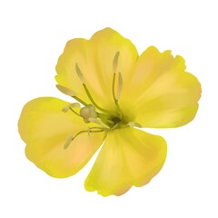 月見草　線画なし