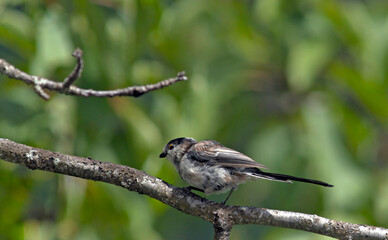 Long-tailed Tit (Aegithalos caudatus), Greece
