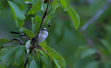 Long-tailed Tit (Aegithalos caudatus), Greece