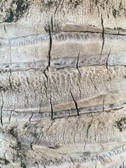 Light brown wood texture 