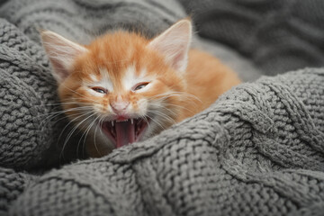 Cute little ginger kitten