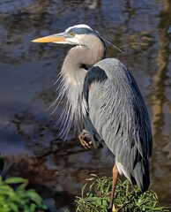 Full body shot of a Great blue heron waiting patiently for a meal to come it's way.
