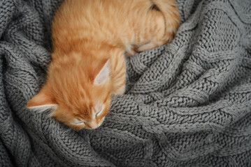 Cute little ginger kitten is sleeping