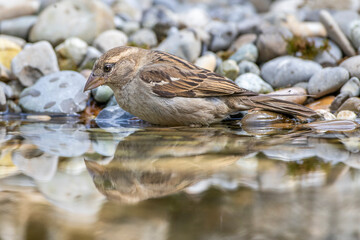 Haussperling (Passer domesticus) Weibchen