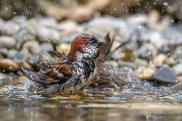 Haussperling (Passer domesticus) Männchen