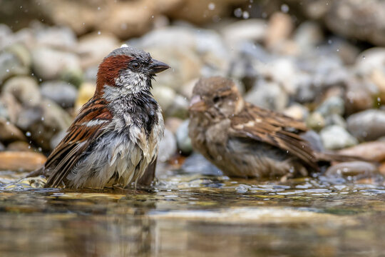Haussperling (Passer domesticus) M&auml;nnchen