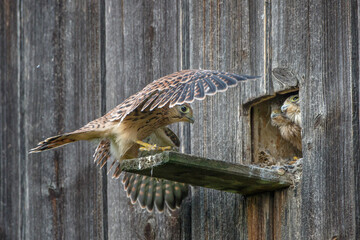 Turmfalke (Falco tinnunculus) Jungvoge lübt seine Schwingen