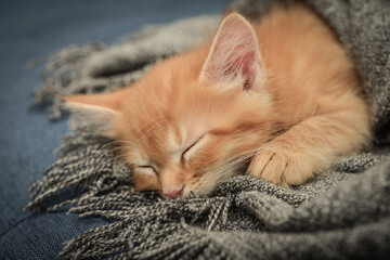 Cute little ginger kitten is sleeping