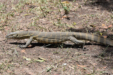 Nile monitor in Maasai Mara, Kenya