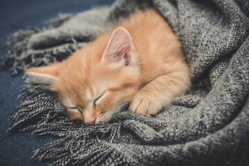 Cute little ginger kitten is sleeping