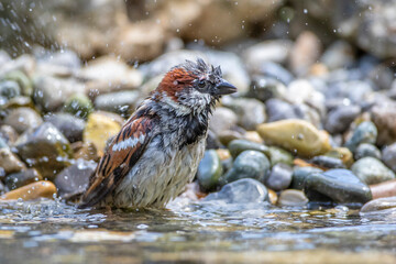 Haussperling (Passer domesticus) Männchen