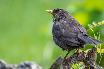 Amsel (Turdus merula) Männchen