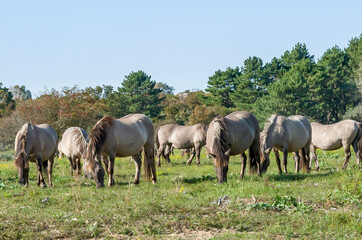 konik horses in the field © Nora