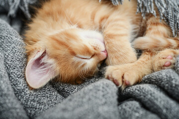 Cute little ginger kitten is sleeping
